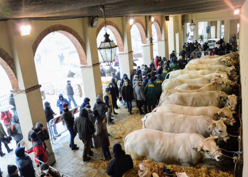 La neve non ferma la Fiera del Bue Grasso a Moncalvo